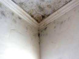 Best Environmental Consulting for Mold Prevention  in Shady Hollow, TX